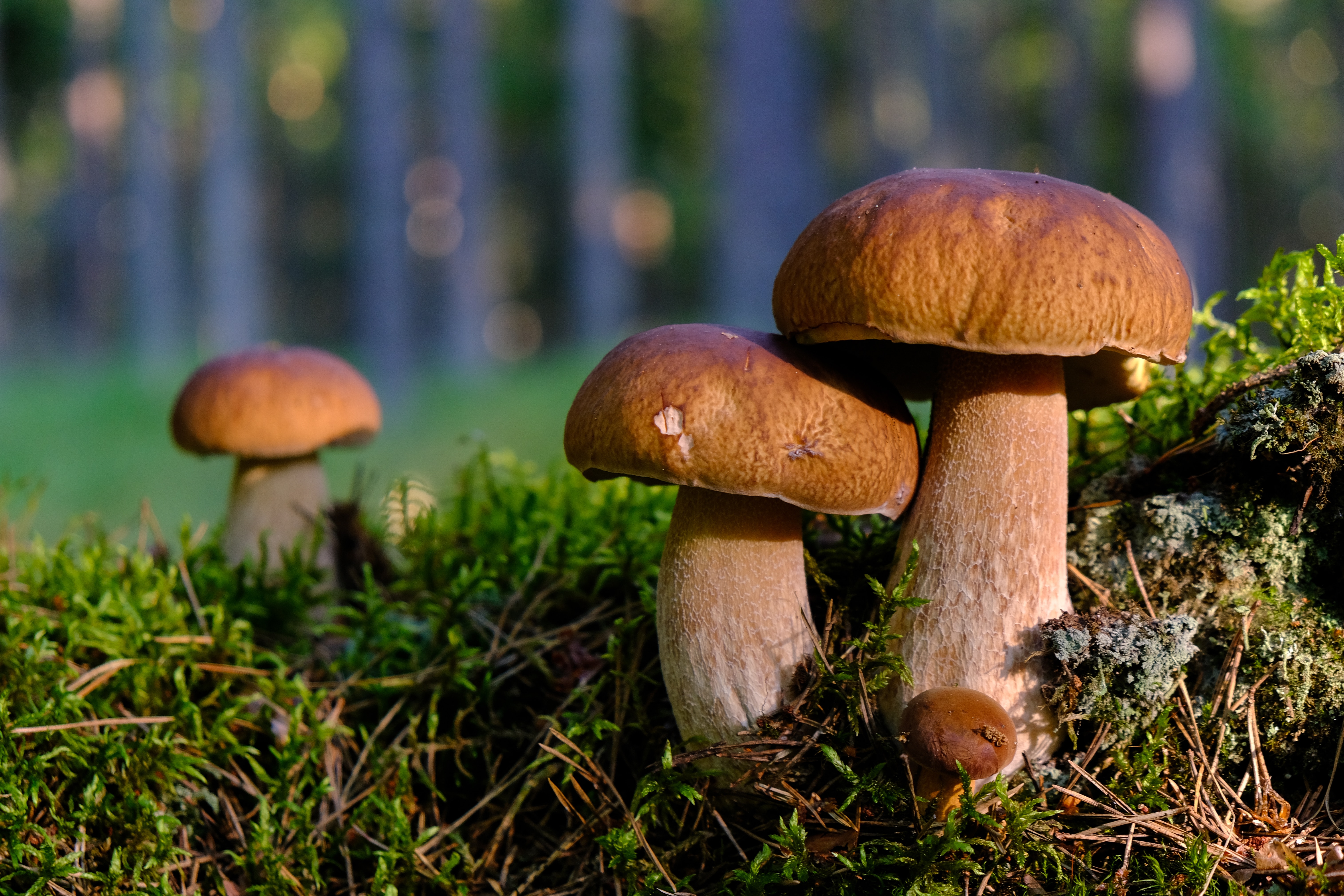 How Mushroom Supplements Can Help You Achieve Your Health Goals